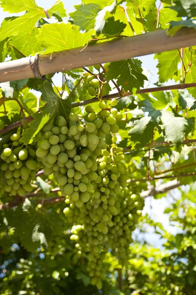 Виноградні лози на Самос — стокове фото