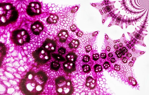 トウモロコシの細胞のマイクロ写真 — ストック写真
