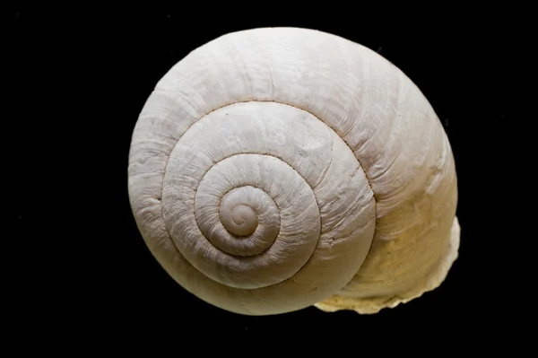 Snail shell — Stock Photo, Image