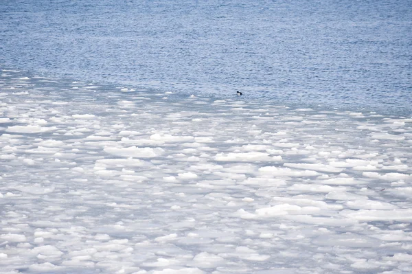 浮冰 — 图库照片
