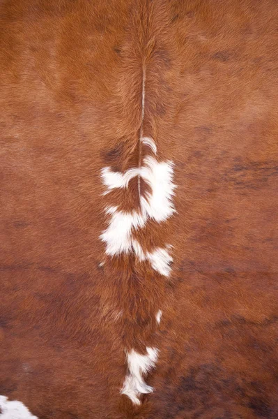 Skin of a brown cow — Stock Photo, Image