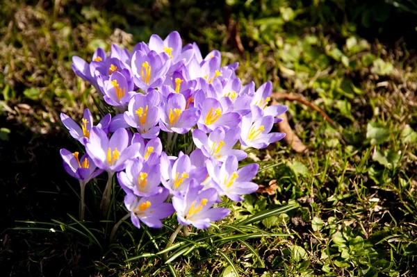Bliska krokus kwiaty wiosną — Zdjęcie stockowe
