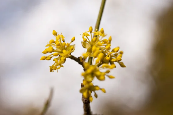 stock image Detail of a tree in spring