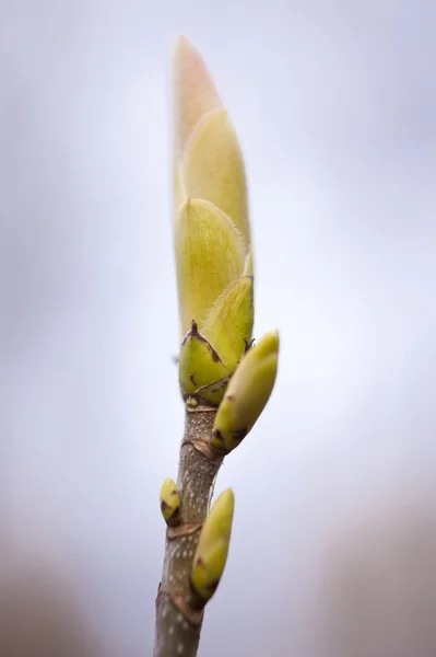 一棵树在春天的细节 — 图库照片