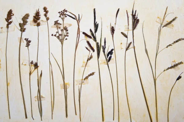 Herbarium — Stockfoto