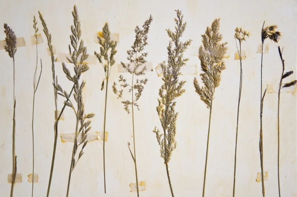 Herbarium — Stock Photo, Image