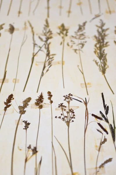Herbarium — Stock Photo, Image