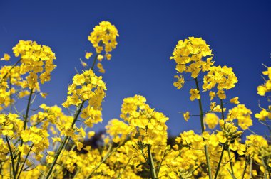 Rape field clipart