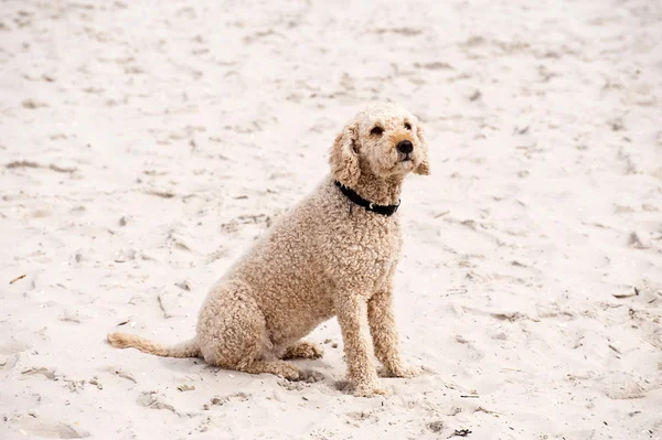 Cão em uma praia — Fotografia de Stock