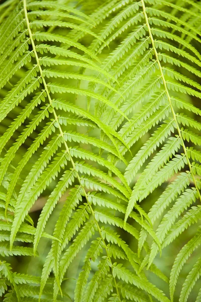 stock image Fern