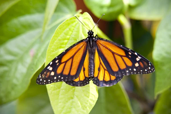 Mariposa. —  Fotos de Stock