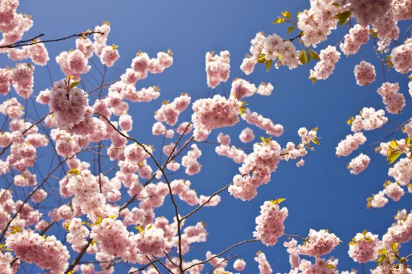 Fiore di ciliegio — Foto Stock