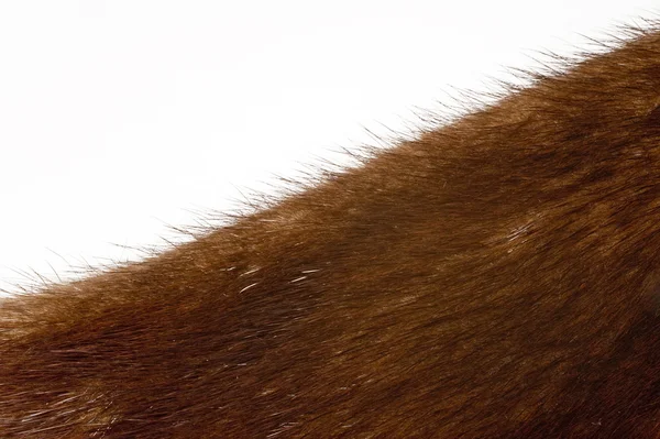 :Close up of brown fur — Stock Fotó