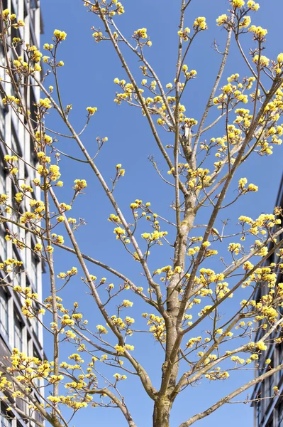 Árbol —  Fotos de Stock