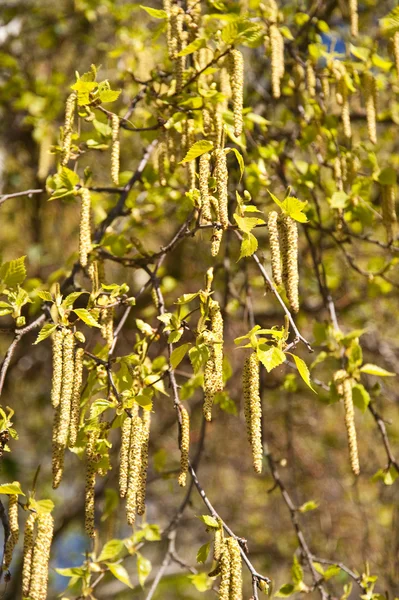 stock image Tree