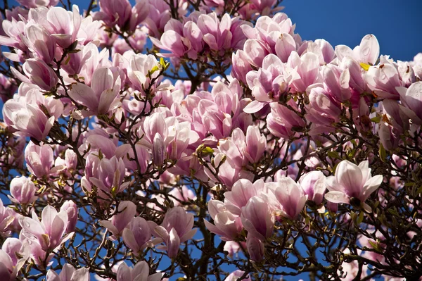 stock image Magnolia