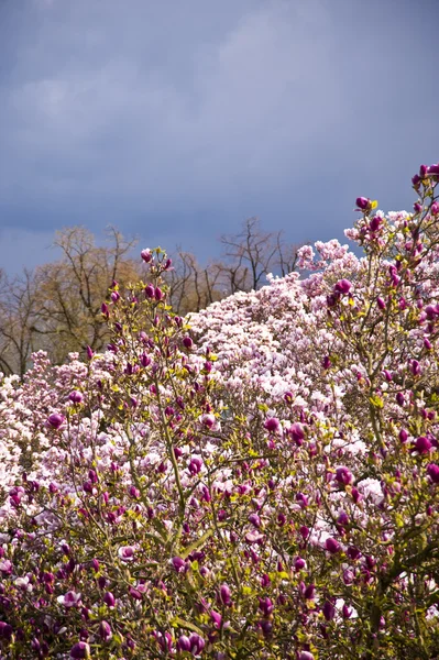 Magnolia — Zdjęcie stockowe