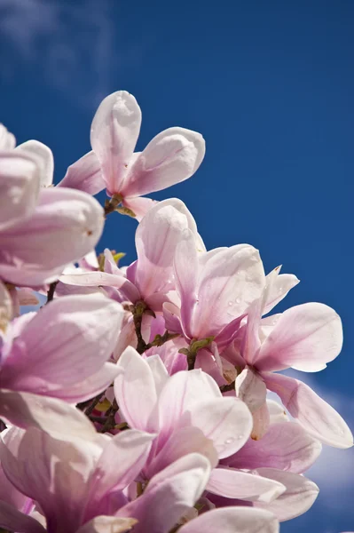 stock image Magnolia