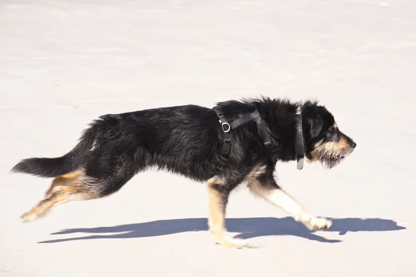 Cão jovem — Fotografia de Stock