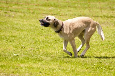 köpek yarışı