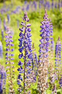 lupines