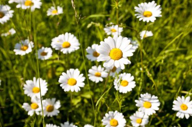 Leucanthemum vulgare clipart