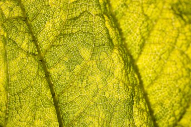 Gunnera manicata