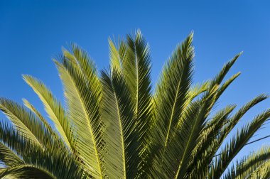 Madeira