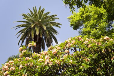 Madeira