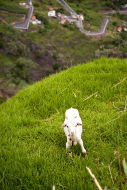 Madeira