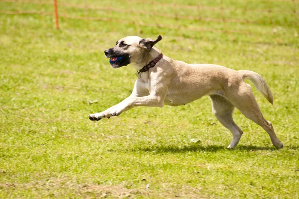 Dog Race — Stock Photo, Image