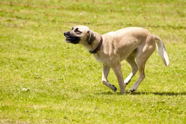 Pies rasy — Zdjęcie stockowe