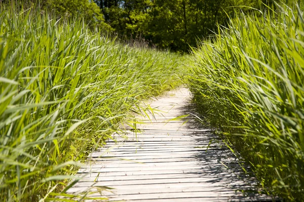 stock image Wooden path