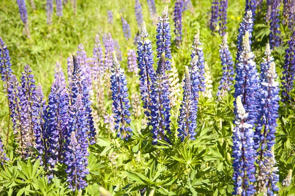 stock image Lupines