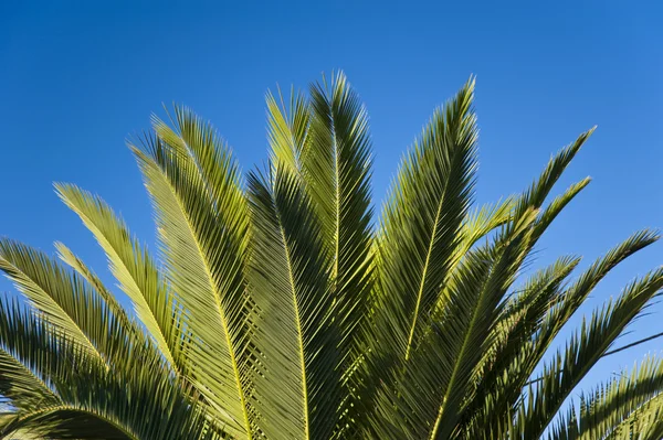 Stock image Madeira