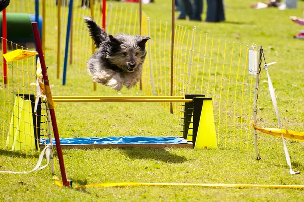 Koiran juoksu — kuvapankkivalokuva