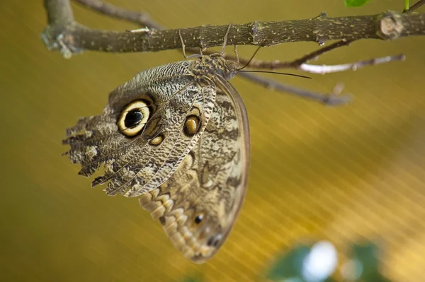 stock image Butterfly