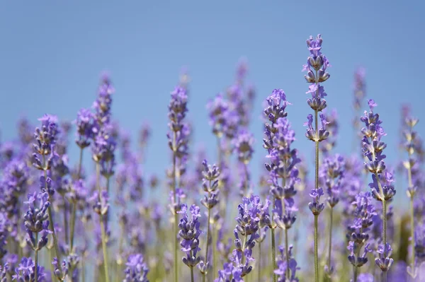 stock image Flowers