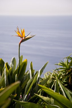 Madeira