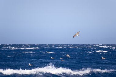 Madeira