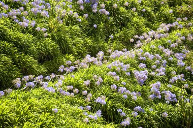 Madeira