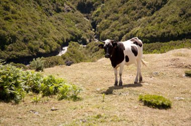 Madeira