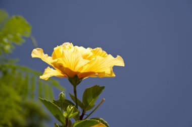 Madeira