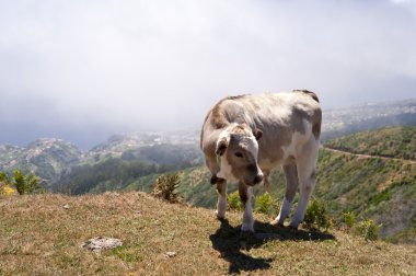 Madeira