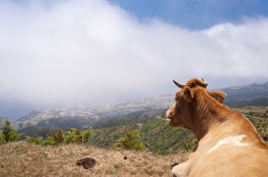 Madeira