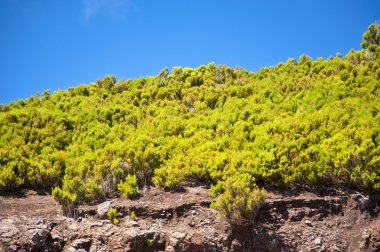 Madeira