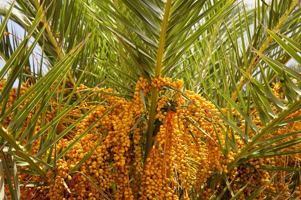 Madeira — Stockfoto