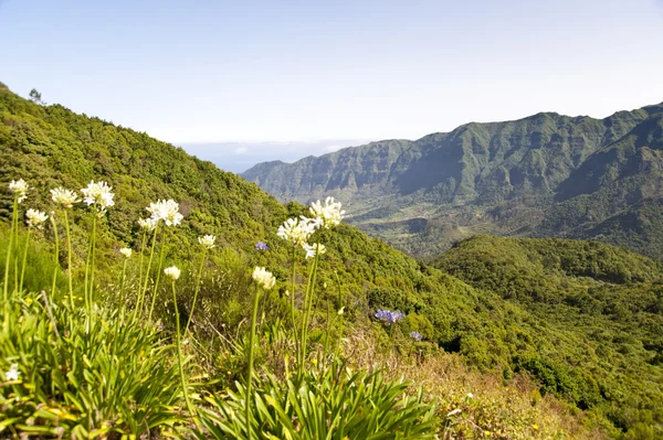 Madeira — Stok fotoğraf