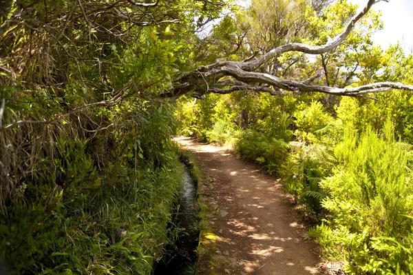 Stock image Madeira