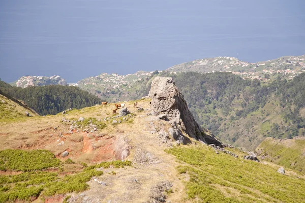 Madeira — Stok fotoğraf